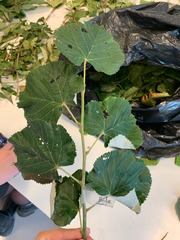 Tilia tomentosa