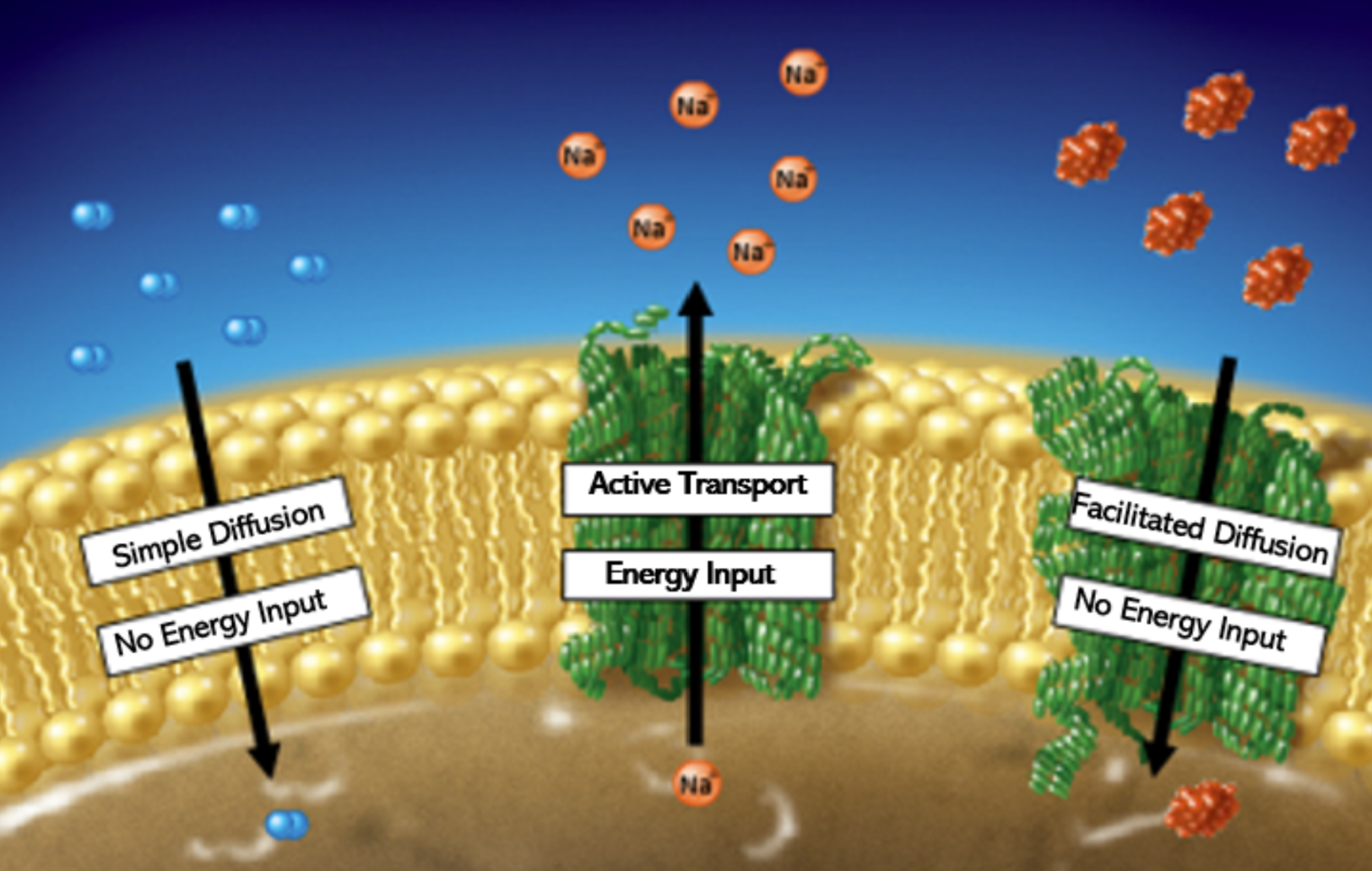 <p>Includes simple diffusion, facilitated diffusion, active transport, and osmosis.</p>