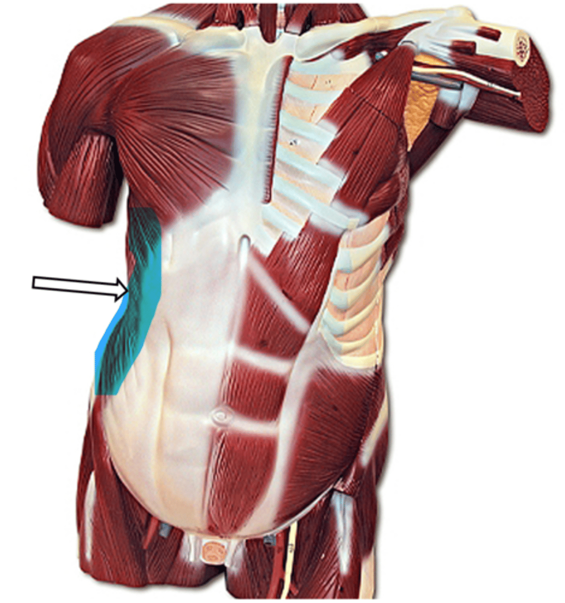 <p>name the muscle</p>