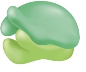 <p>site of protein synthesis, can be found floating freely in cytoplasm (or attached to ER)</p>