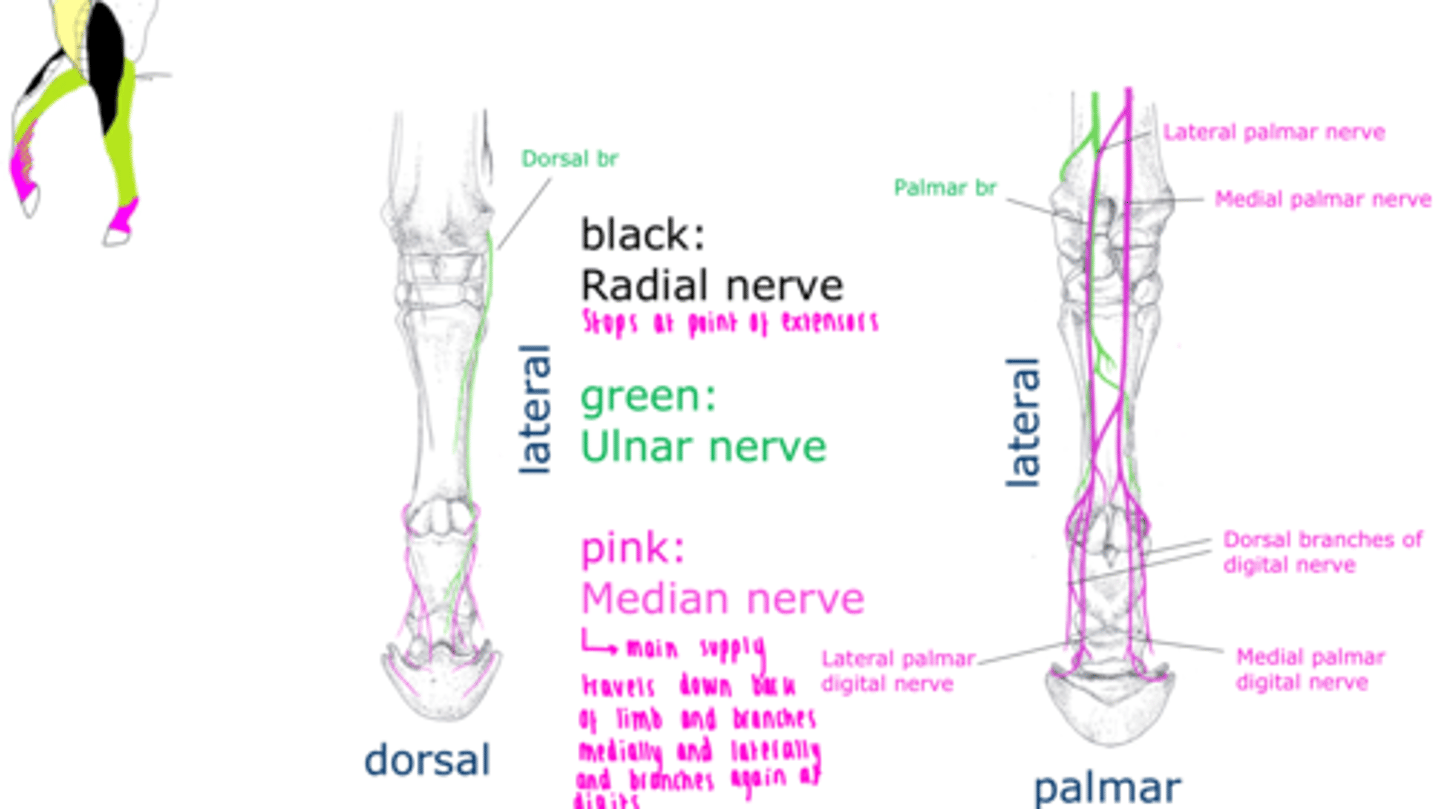 <p>Radial nerve</p><p>- Extensors of the elbow, carpus, and digits</p><p>- Craniolateral surface of forearm</p><p>Median nerve </p><p>- Flexors of the carpus and digits</p><p>- Palmer surface of manus and dorsal digit in horse</p><p>Ulnar nerve</p><p>- Flexors of the carpus and digits</p><p>- Caudal surface of of forearm and dorsal digit in horse</p>