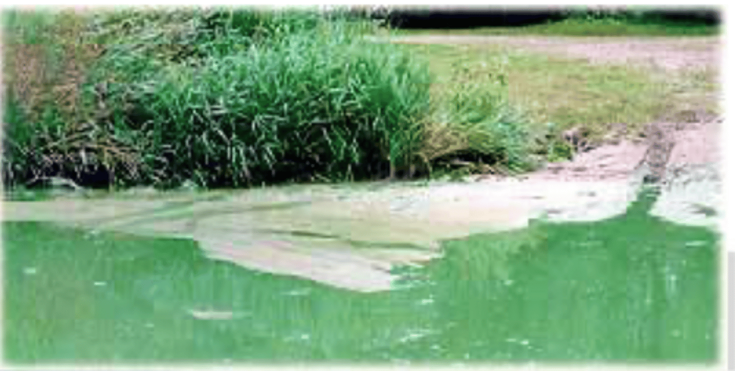 <p>what specific algae did we discuss that can kill a cow if in their water</p>