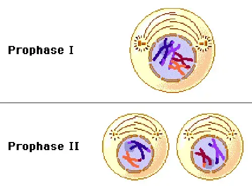 <p>Prophase I</p>