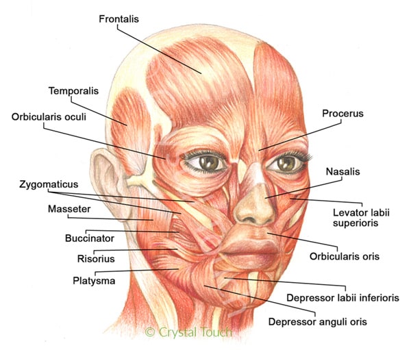 <p>What is the role of the muscles of facial expression?</p>