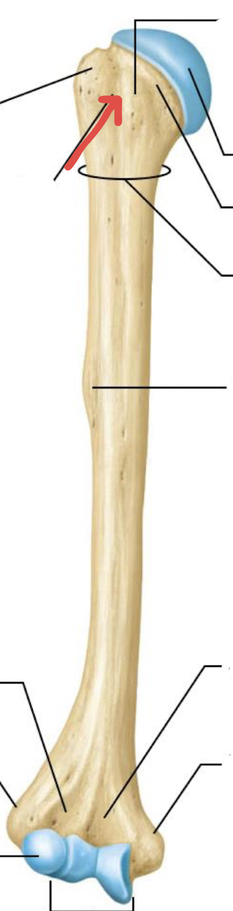 <p>what is this part of the humerus?</p>