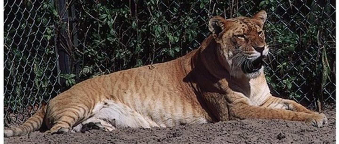<p>Hybrid between tiger and lion.</p>