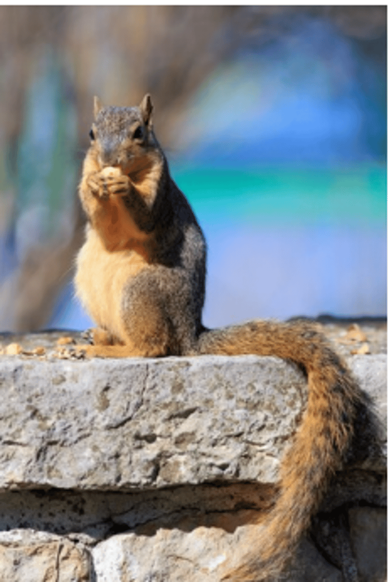 <p>Seeds may be passed through the animal's gut and be carried to a suitable habitat in faecal material, which acts as fertiliser.</p><p>Many seeds are stimulated to germinate in the intestines of the animals that disperse them.</p>