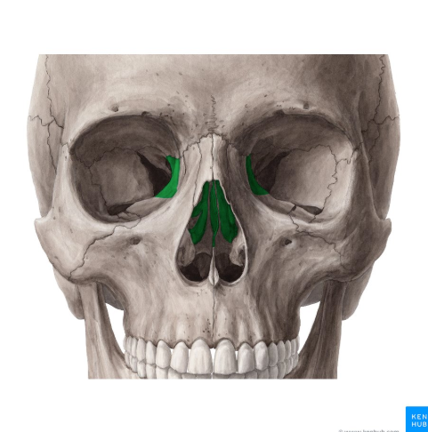 <p>What bone is this?</p>