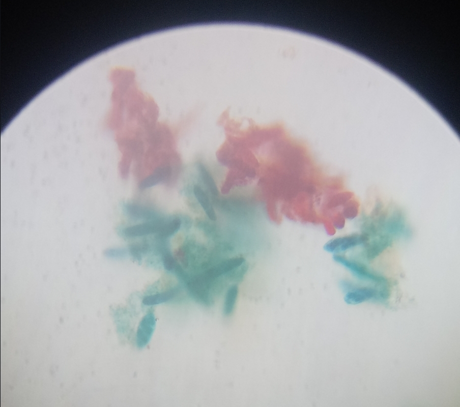 <p>Its name comes from Ancient Greek eu- meaning “good” and glēnē meaning “eye,” referring to its light-sensitive eyespot. </p>