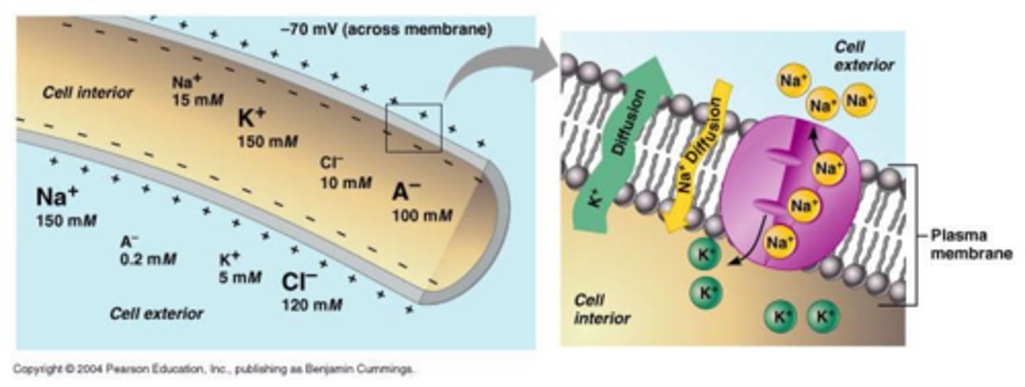 <p>To restore the resting membrane potential by moving Na+ out and K+ into the cell.</p>