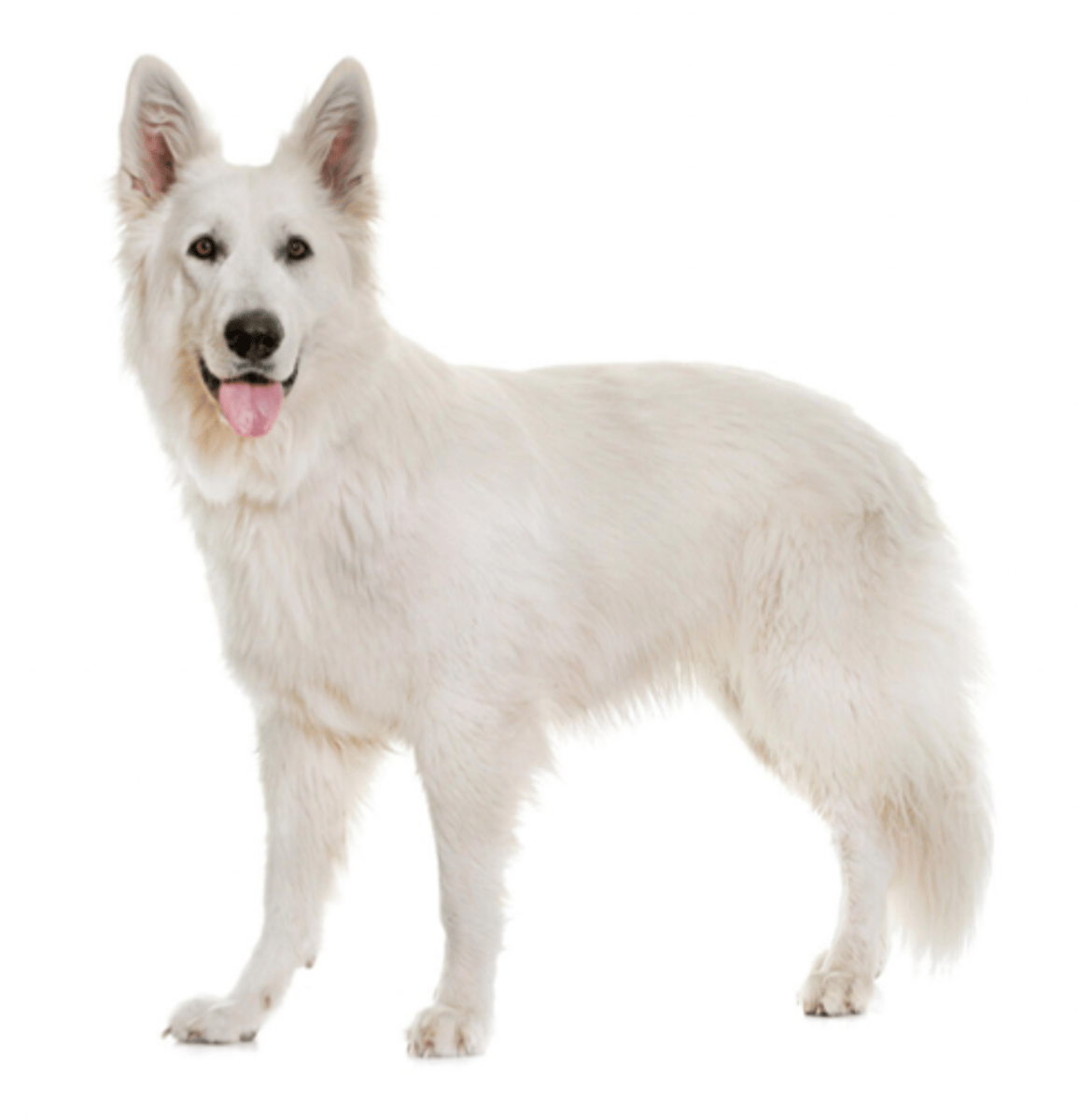 <p>FCI 1 - its white</p>