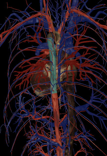 <p>Name the structure highlighted (posterior view)</p>