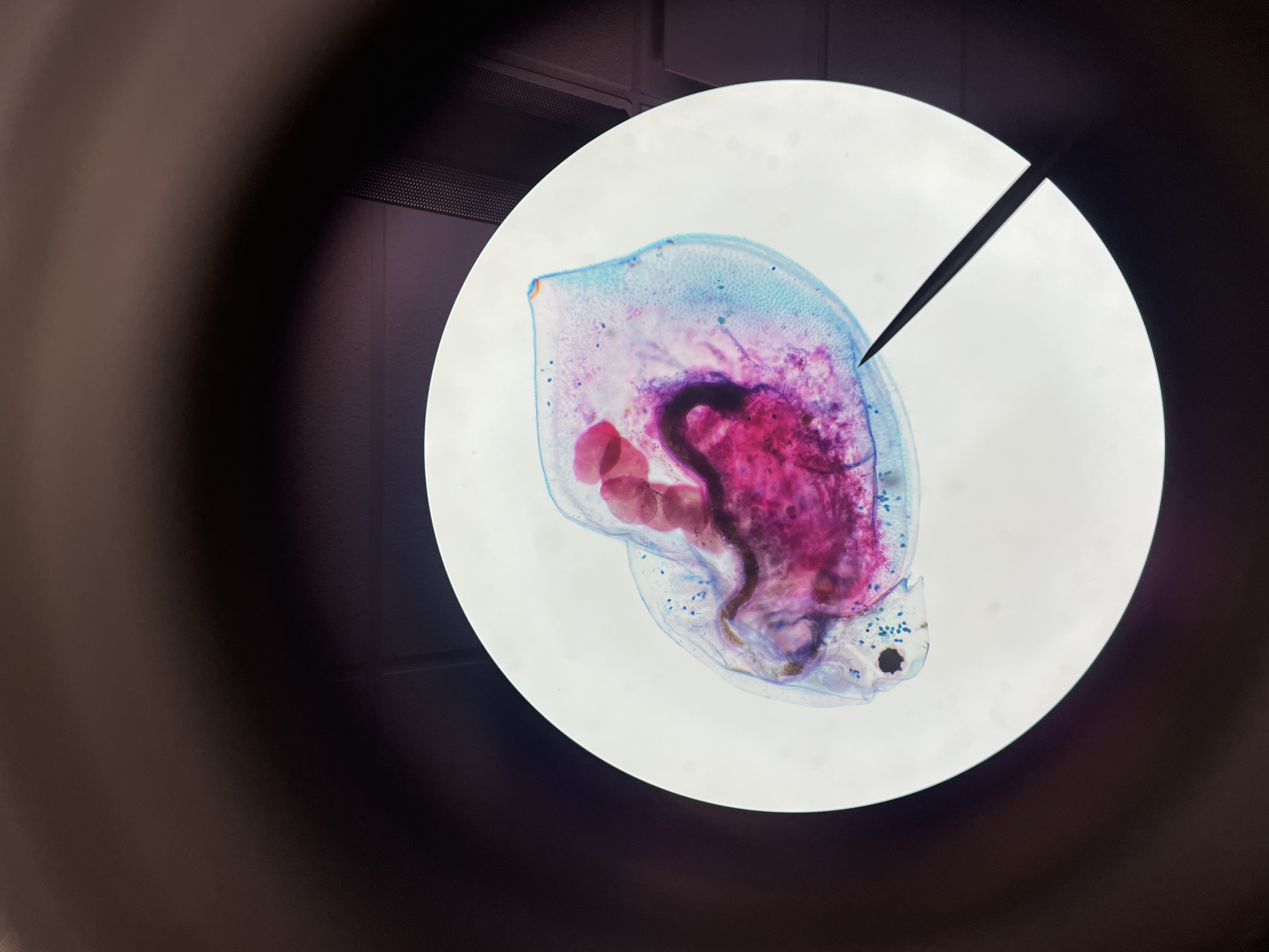 <p>Subphylum</p><p>Class</p><p>Order</p><p>Genus</p>