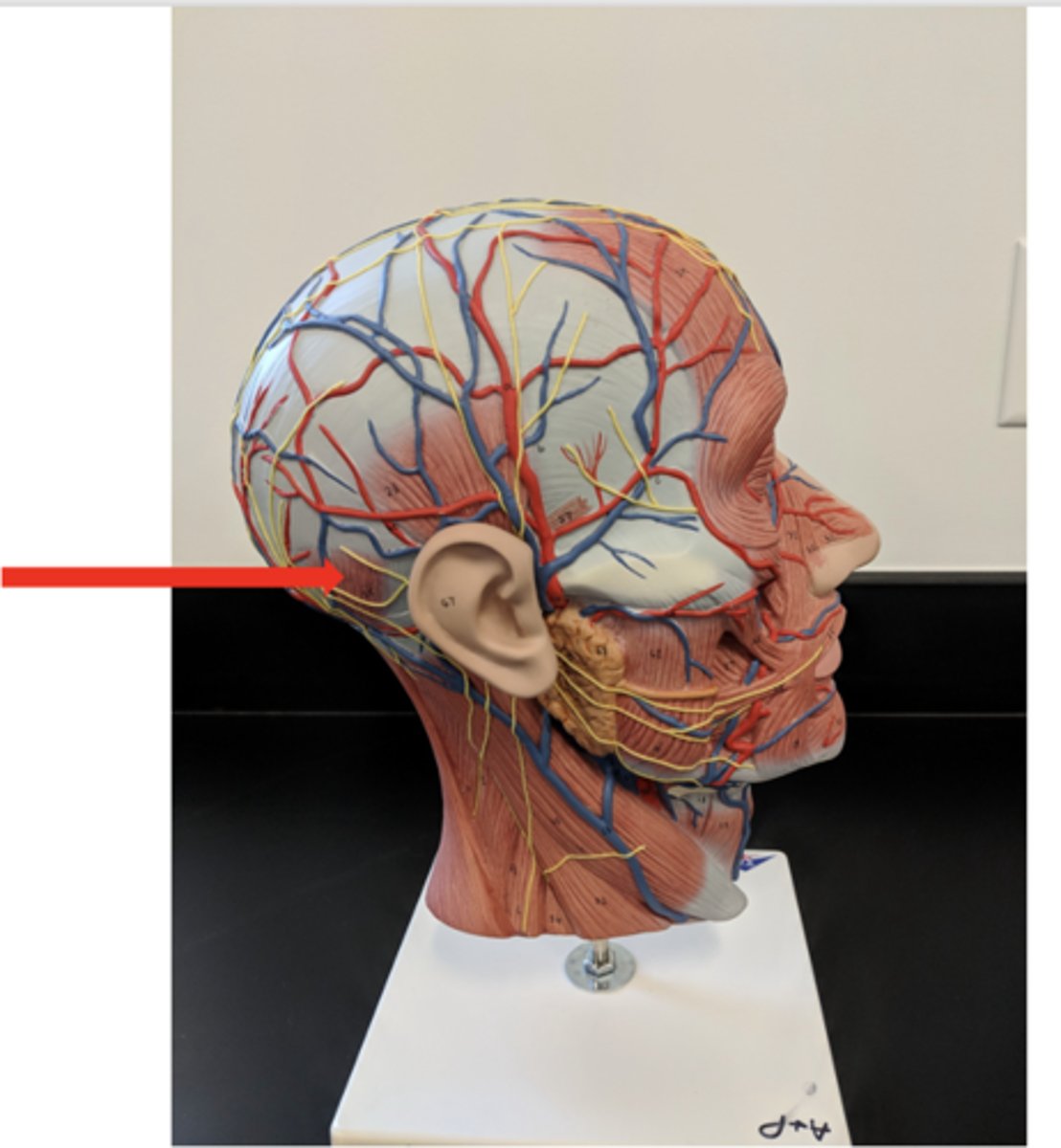 <p>what is this?</p>