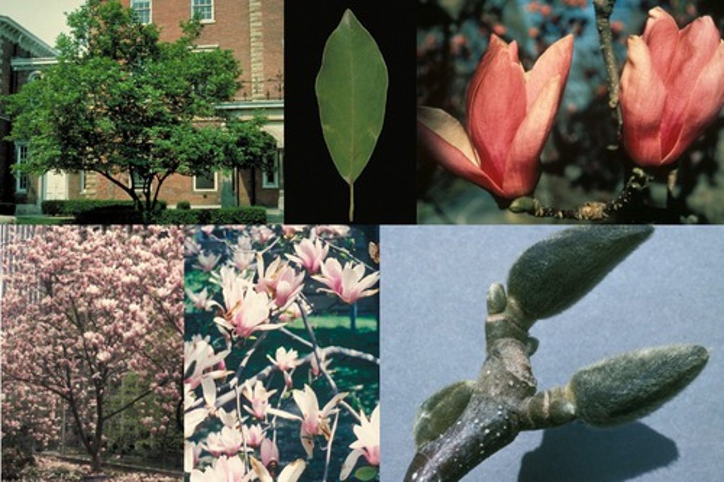 <p>Magnolia lilliflora x Magnolia stellata</p>