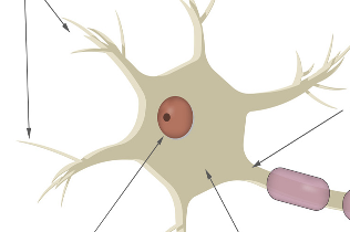 <p>A star shaped body called ____ (cell body) which has nucleus and cytoplasm</p>