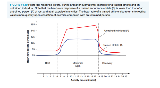 <ul><li><p>With higher stroke volume from training, the heart pumps more blood per beat, so fewer beats are needed at rest and submaximal exercise</p></li></ul><p></p>