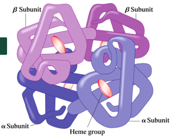 <p>The organization of various protein subunits</p><ul><li><p>found in only multimeric proteins</p></li><li><p>contains an even number of subunits&nbsp;</p></li><li><p>held together by electrostatic interactions, hydrogen bonds, and hydrophobic reactions&nbsp;</p></li></ul><p></p>