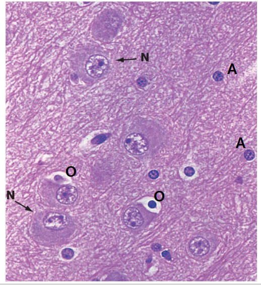 <p>HISTOLOGIE: neuronen (N), neuropil, astrocyten (A) &amp; oligodendrocyten (O)</p>