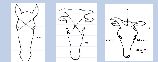 <p>Aim for medulla obolgata as it is the respiratory and CV centre of brain </p><p>Avoid midline on species with strong bony midline septum.</p><ul><li><p>Ox: Just beside midline </p></li><li><p>Sheep/goat: Behind horn if horned / at area where horn is meant to be in unhorned</p></li><li><p>Horse: Midline, It has thinner, more fragile midline</p></li></ul><p></p>