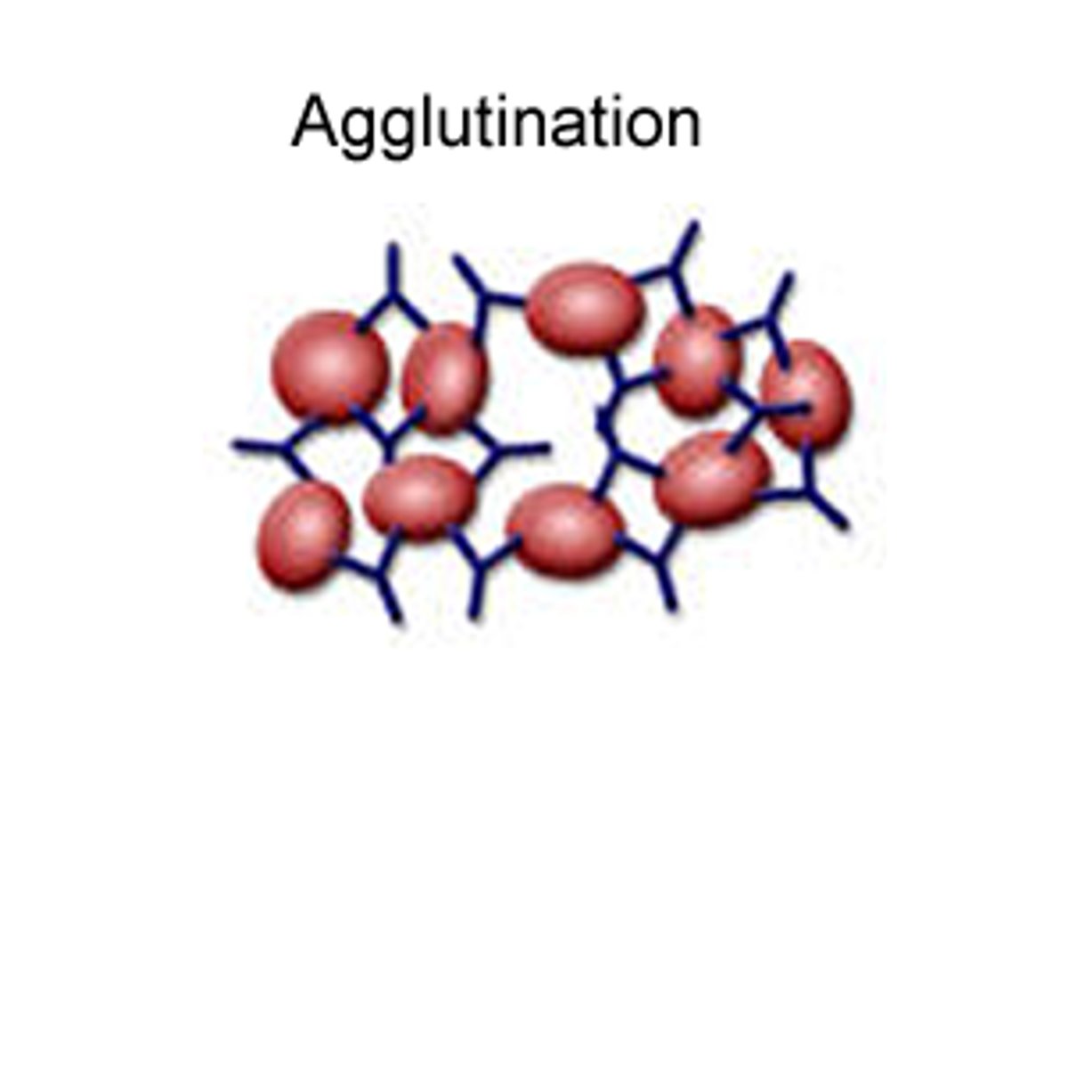 <p>- antibody can bind to two pathogens at same time, pathogens become clumped together.</p><p>- easier for multiple pathogens to be engulfed at once</p><p>- harder for pathogens to enter host cells</p>