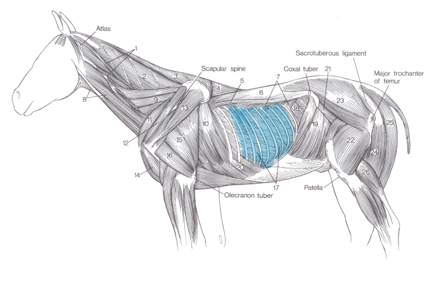 <p>Name of highlighted muscle?</p>