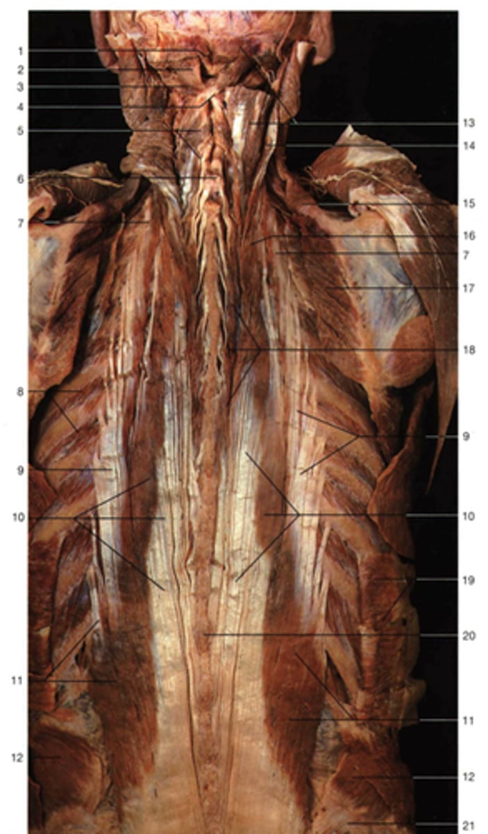 <p>Intermediate layers</p><p>18</p>