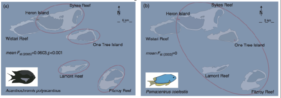 <ul><li><p>Planktonic Larval Duration (PLD)</p></li><li><p>higher temp, higher metabolism and development, shorter PLD</p></li><li><p>PLD affects dispersal distances and genetic structures of populations</p></li></ul><p></p>