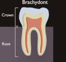 <p>list the parts of the tooth</p>