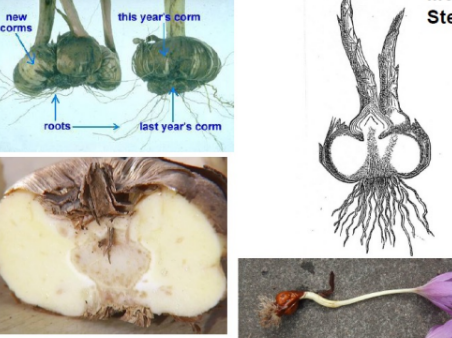 <p>are short, vertical</p><p>stems with underground solid</p><p>tissues that serve as storage</p><p>organs.</p>