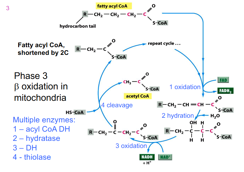 <p>- we start off with fatty acyl CoA which was activated in the cytosol</p><p>- mulitple enzymes, not assessed on the enzymes</p><p>- process is repeated until we have 4 carbon fatty acyl CoA and then we have final sequence of reactions</p><p>- we feed in fatty acyl CoA and it undergoes an oxidation reaction</p><p>- most oxidation redox reactions are catalysed by dehydrogenases</p><p>- FAD is reduced to FADH2 while the carbons are oxidised (2 ATPs produced)</p><p>- another one is reducing NAD+ to NADH while carbons are oxidised (3 ATP produced)</p><p>- acetyl CoA is cleaved (step 4) and we feed in another Coenzyme A to join the other carbons that we still have on fatty acid chain</p><p>- so the final fatty Acyl CoA is 2 carbons shorter than what we started with after one cycle</p><p>- this new substance is fed back into the cycle</p><p>- as we get shorter, the last cycle has an acetyl CoA formed (it goes from 4 to 2)</p>