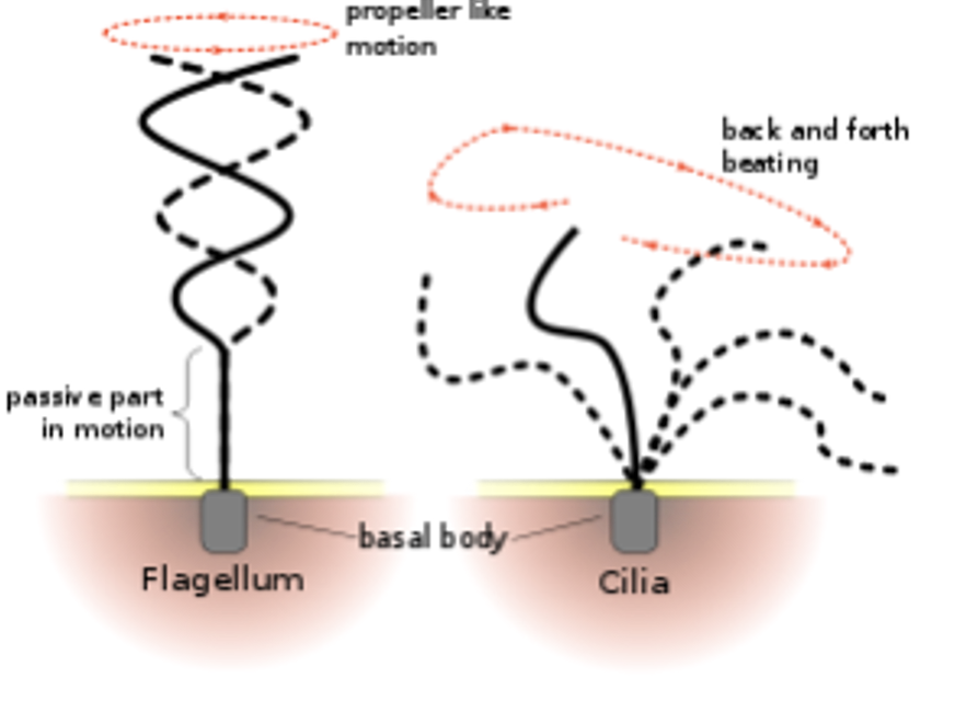 <ul><li><p>both flagella and cilia help move cells around</p></li><li><p>flagella are LONGER and move like a propeller </p></li><li><p>cilia are much shorter and move in a back and forth-beating motion</p></li></ul><p></p>
