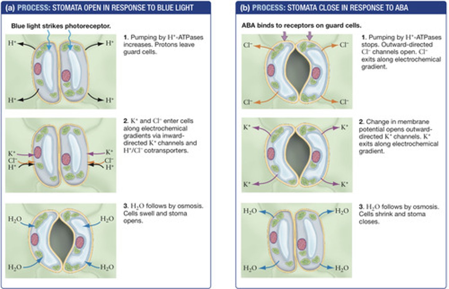 <p><b>A. Stress Condition:</b><br><br>(1) When soil is dry, ABA is produced in the root cells and then transported to the leaves.<br><br>(2) ABA (the signal) is received by an ABA receptor. The signal is transferred and amplified via a signal cascade in which phosphorylation occurs.<br><br>(3) H+ATPase activity decreases. No protons are being actively up pumped out making the guard cell (symplast) more positive. <br><br>(4) Cl- moves out of guard cells moving with it's electrical gradient (moving from a high negative charge to positive charge). <br><br>(5) K+ moves out of the cell moving with it's electrcal and chemical al gradient (high concentration and positive charge to low concentration and negative charge). This makes the apoplast more positive, and the symplast more negative.<br><br>(6) As a result, solute concentration decreases, thus solute potential increases. Therefore water potential increases.<br><br>(7) H20 will leave the guard cell moving from an area of high water potential to an area of low water potential. <br><br>(8) As water leaves the guard cell, Pressure Potential decreases, and guard cells become flaccid. As a result the stomata closes.<br><br><b>B. Unstressed condition:</b><br><br>(1) There is no blue light signal.<br><br>(2) H+ATPase activity decreases. No protons are being actively up pumped out making the guard cell (symplast) more positive. <br><br>(3) Cl- moves out of guard cells moving with it's electrical gradient (moving from a high negative charge to positive charge). <br><br>(4) K+ moves out of the cell moving with it's electrical and chemical al gradient (high concentration and positive charge to low concentration and negative charge). This makes the apoplast more positive, and the symplast more negative.<br><br>(5) As a result, solute concentration decreases, thus solute potential increases. Therefore water potential increases.<br><br>(6) H20 will leave the guard cell moving from an area of high water potential to an area of low water potential. <br><br>(7) As water leaves the guard cell, Pressure Potential decreases, and guard cells become flaccid. As a result the stomata closes.</p>