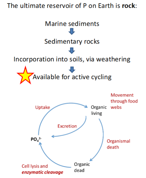 <p>Ultimate reservoir = ROCK</p><ul><li><p>E (ATP), DNA/RNA + Phospholipids</p></li></ul><p>Active = PO4-</p><p></p><p>2 sources:</p><ol><li><p><strong>Marine sediment → sedimentary rock → incorp into soils via weathering</strong> = Available for active cycling</p></li><li><p><strong>Cell lysis + enzymatic cleavage</strong> of Organic dead matter → inorganic phosphate</p></li></ol><p></p>