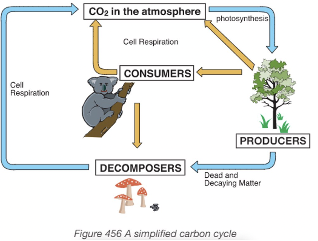 <p>- plants use photosynthesis to incorporate carbon dioxide from the atmosphere into tissue</p><p>- consumers feed on plants to incorporate carbon into their own tissues</p><p>- decomposers break down dead organisms, releasing carbon dioxide back into the atmosphere</p>