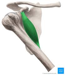 <p>Function: Flexion of shoulder, Adduction of shoulder</p><p>Exercise: Sideways adduction cable pull</p><p>Stretch: Wall stretch</p>