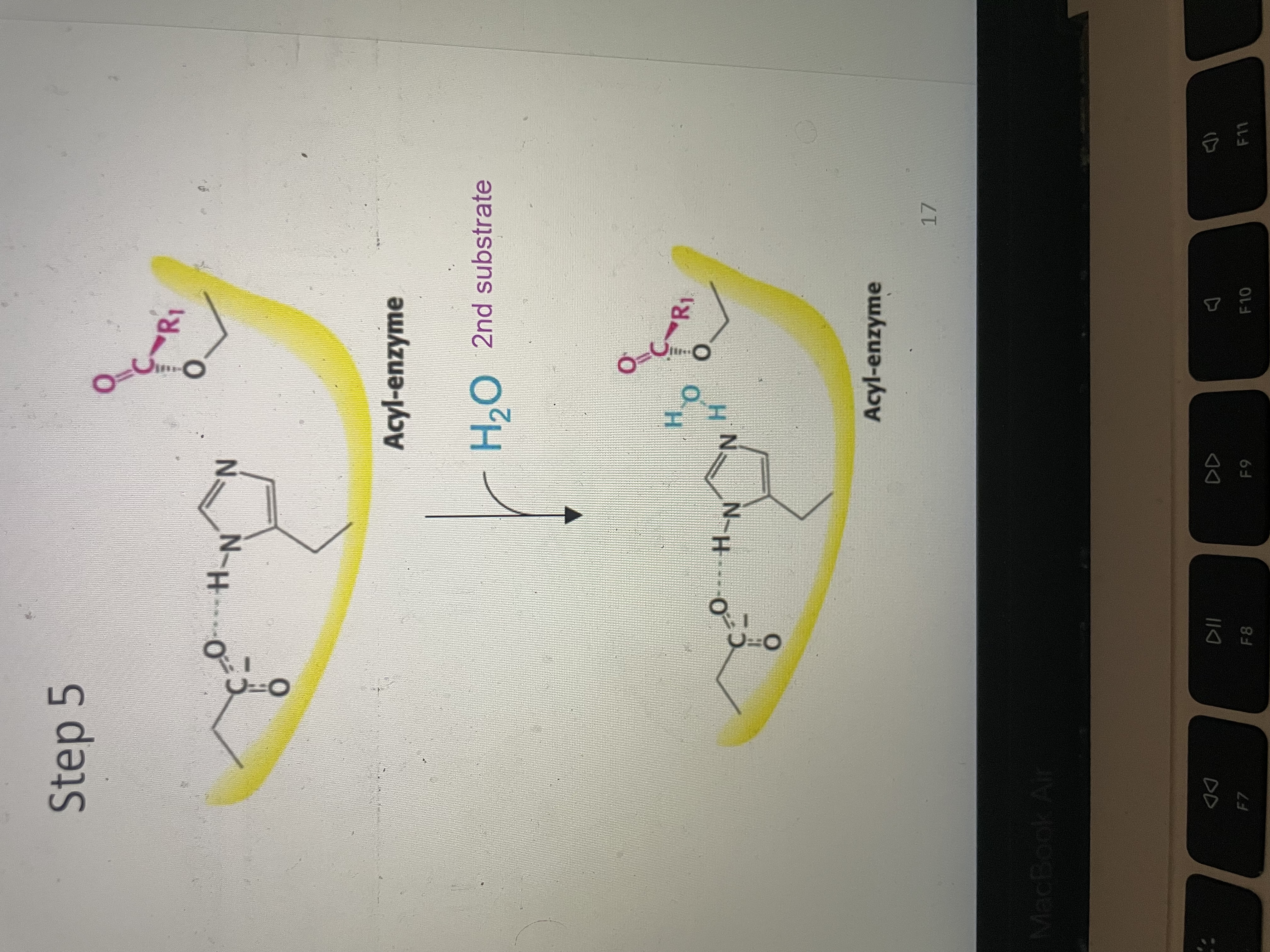 <p>Second substrate (water) binds to acyl enzyme </p>