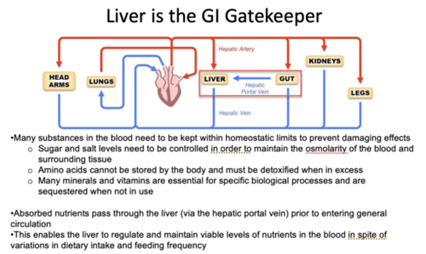 <p>liver</p>