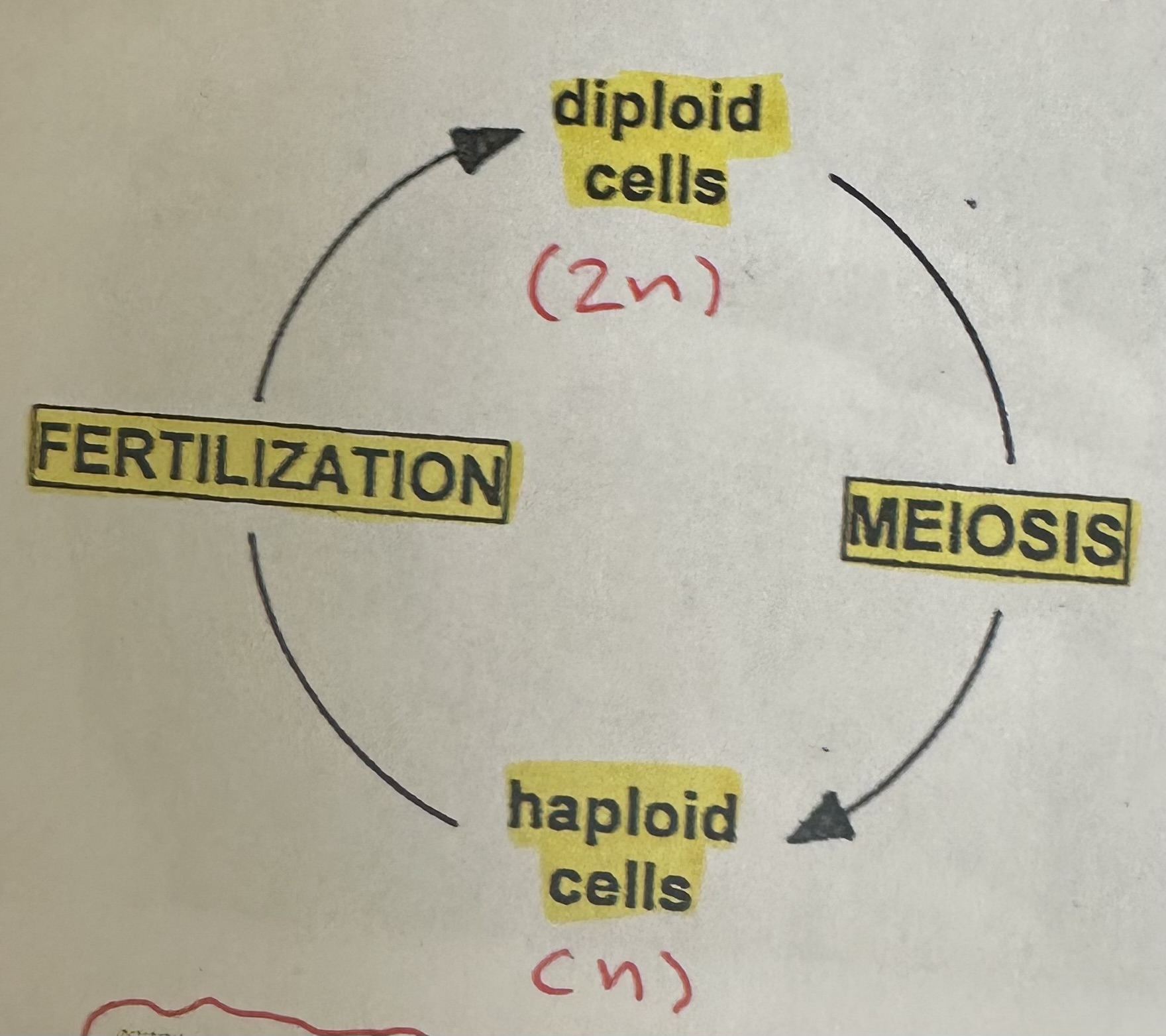 <p>Sexually-reproducing species alternate between diploid (2n) and haploid (n) forms. Use mitosis to grow into adult organisms.</p>