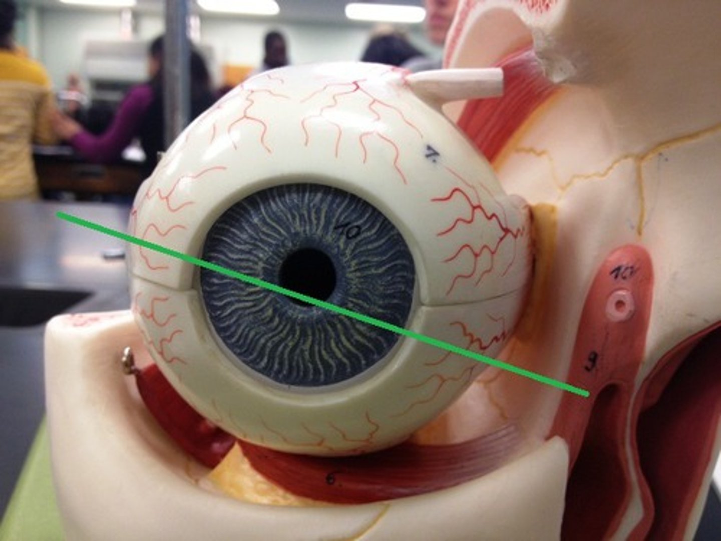 <p>drains tears into the nasal cavity</p>
