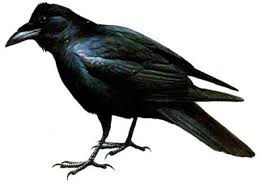 <p>crow</p>