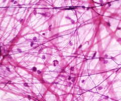 <p>Areolar tissue</p>