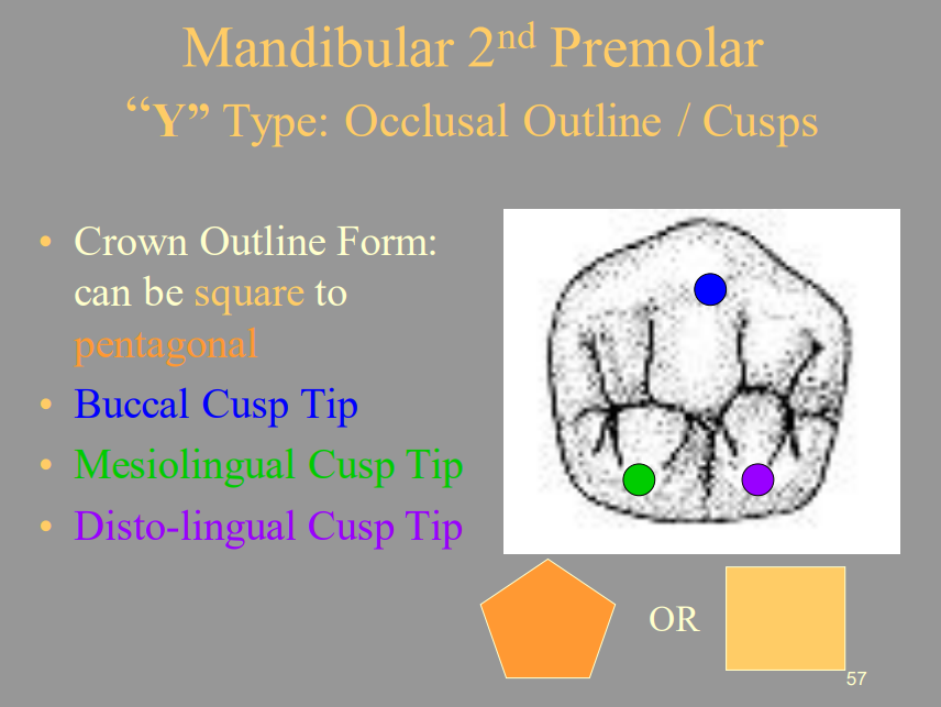 <ul><li><p><span style="color: blue">1 = </span>Buccal Cusp Tip </p></li><li><p><span style="color: green">2 = Mesiolingual Cusp Tip</span></p></li><li><p><span style="color: purple">3 = Disto-lingual Cusp Tip</span></p></li></ul>