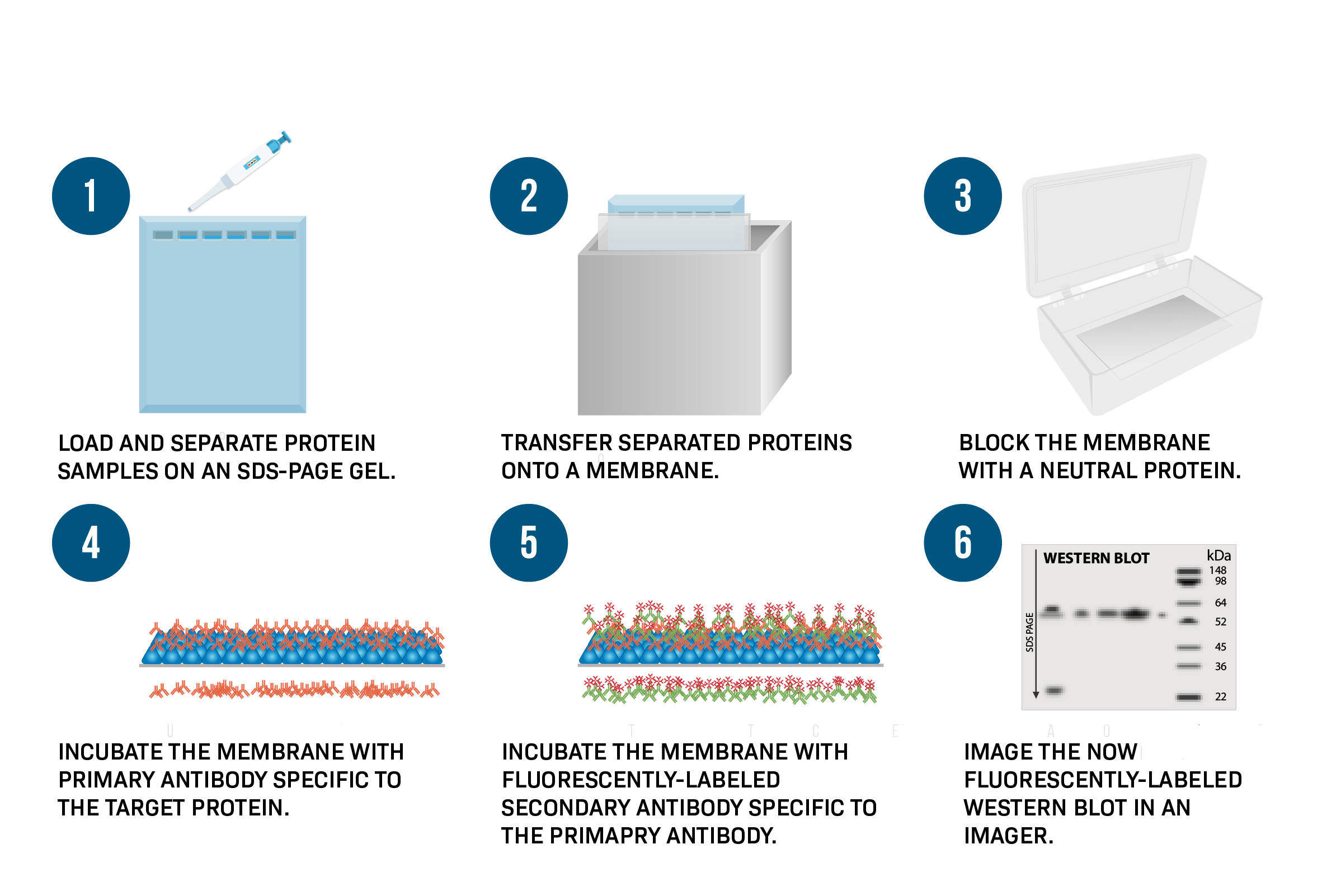 <ol><li><p>Run SDS-PAGE</p></li><li><p>transfer proteins to a membrane</p></li><li><p>Incubate with primary antibody (specific to target protein)</p></li><li><p>Detect with secondary antibody conjugated to HRP (enzyme)</p></li><li><p>Add substrate → produces color/light at protein band</p></li></ol><p></p>