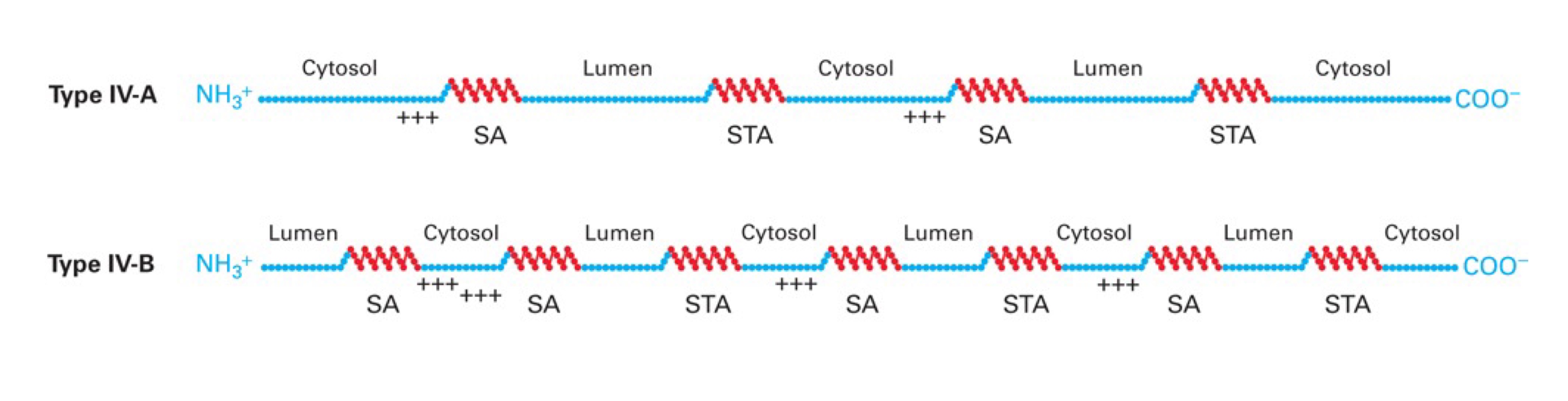 <p>Multi spanning, no cleavable signal seq, uses <span style="color: green">SRP & receptor </span>for insertion of <strong>1st</strong> membrane-spanning domain → <u>IV-A</u> are Nᵢ-Cᵢ ; <u>IV-B</u> are Nₒ-Cₒ</p><p>These proteins use combinations of <span style="color: red">Stop-Transfer Anchor sequences</span> & <span style="color: red">Signal-Anchor sequences</span>.</p><p>→ If the 1st <span style="color: red">SA sequence</span> is a TYPE II <em>(i.e. N-term+++SA)</em> → protein will be <strong>Nᵢ like type II membrane</strong> proteins. If the 1st SA sequence is a TYPE III <em>(i.e. SA+++C-term)</em> → protein will be <strong>Nₒ like type III protein</strong></p>