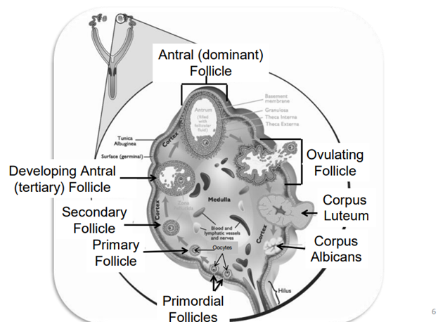 <ul><li><p>Primordial Follicle</p></li><li><p>Primary Follicle</p></li><li><p>secondary Follicle</p></li><li><p>Tertiary Follicle (antral follicle)</p></li></ul>