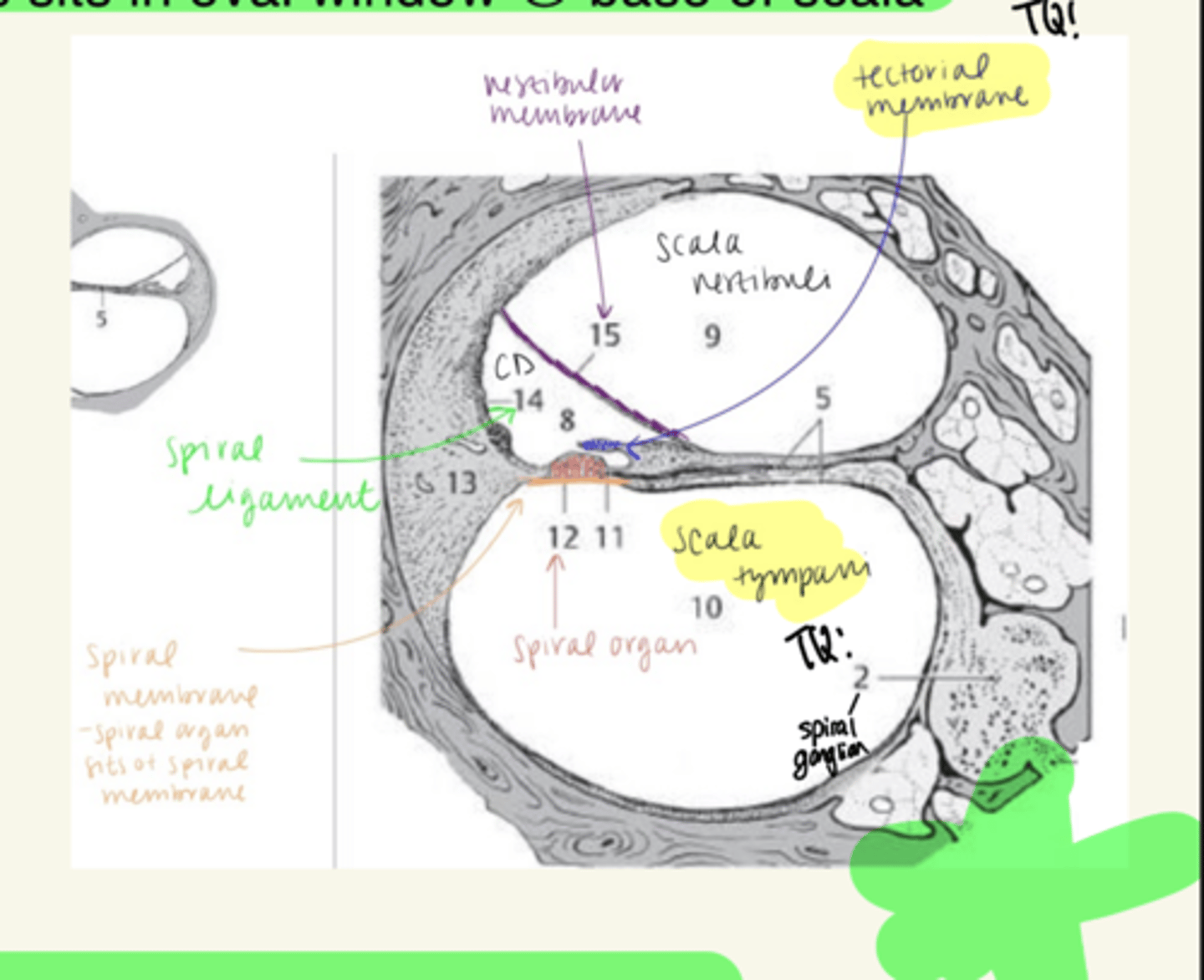 <p>Scala vestibuli</p>