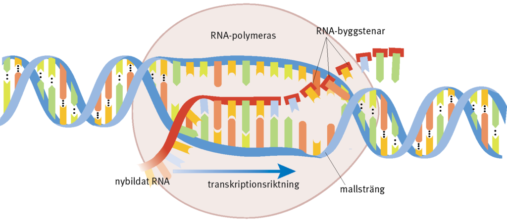 <p>Enzymet RNA-polymeras fäster vid speciella stratsekvenser på DNA. Det gör att DNA lindas upp så de två kedjorna lossnar från varandra. Därefter bygger polymeraset ihop en mRNA-molekym från enskilda nukleotider med DNA som mall. Den nya mRNA-molekylen transporteras ut ur cellkärnan till ribosomerna, där proteintillverkning sker.</p>