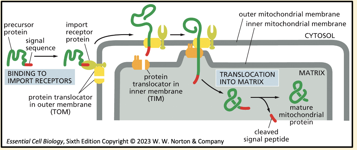 <ol><li><p>Mitochondria also have two membranes. Signal sequence is recognised by an import receptor on outer membrane</p></li><li><p>Import receptor is associated with a protein translocator</p></li><li><p>Import receptor and protein translocator diffuse to an area where membranes come into close proximity to engage second translocator </p></li><li><p>Proteins translocator passes the protein through the membranes</p></li><li><p>Each protein is unfolded during transport, then refolds once inside, where its signal sequence is removed after translocation</p></li></ol><p></p><p></p><p></p>