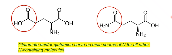 <ul><li><p>Glutamate: 5 carbon amino acid, 2 carboxy groups (acidic)</p></li><li><p>Glutamine: 5 carbon amino acid, 2 nitrogen groups (amino and amido, net neutral)</p></li></ul><p>main sources of nitrogen</p>